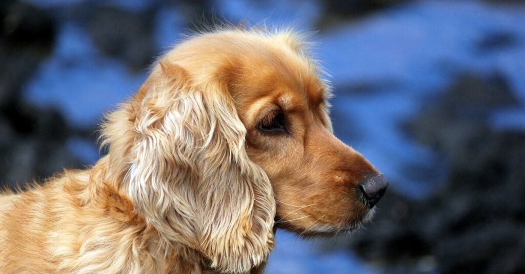 Grooming tools and a double-coated dog for targeted shedding care