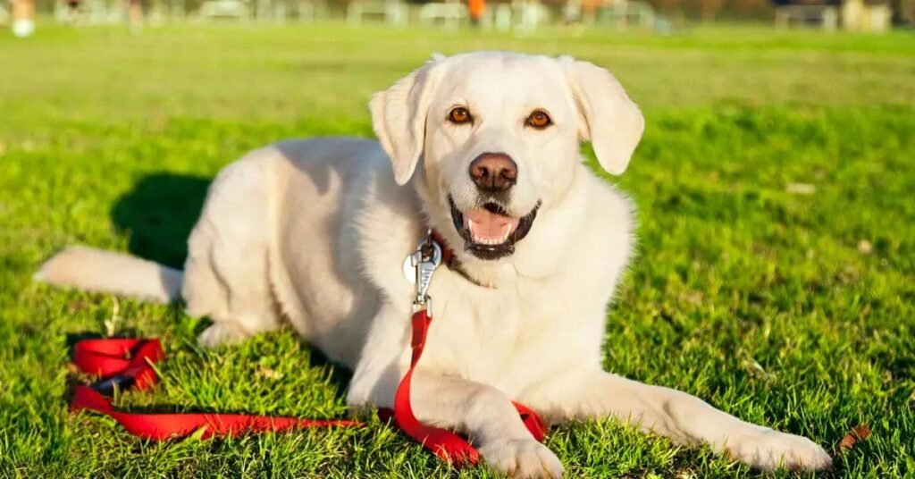 Happy dog after grooming session with reduced shedding