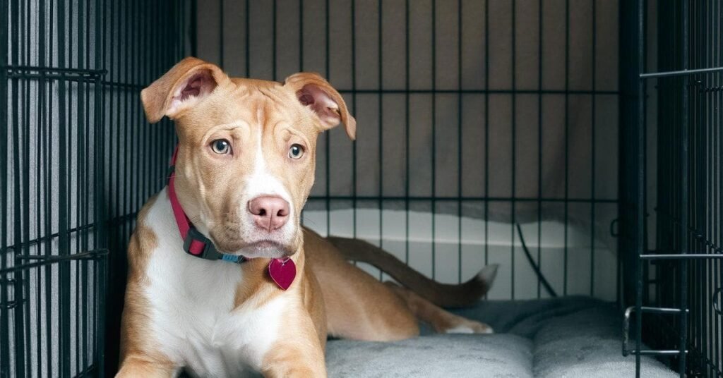 Side-by-side comparison of a heavy shedding dog and a low-shedding dog