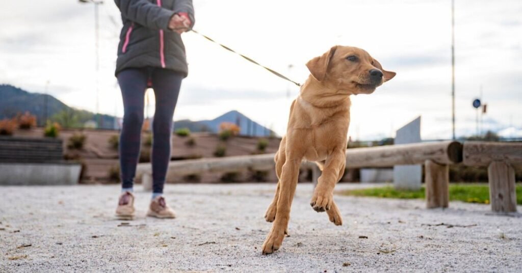 Happy dog running outdoors playing fetch for physical and mental exercise