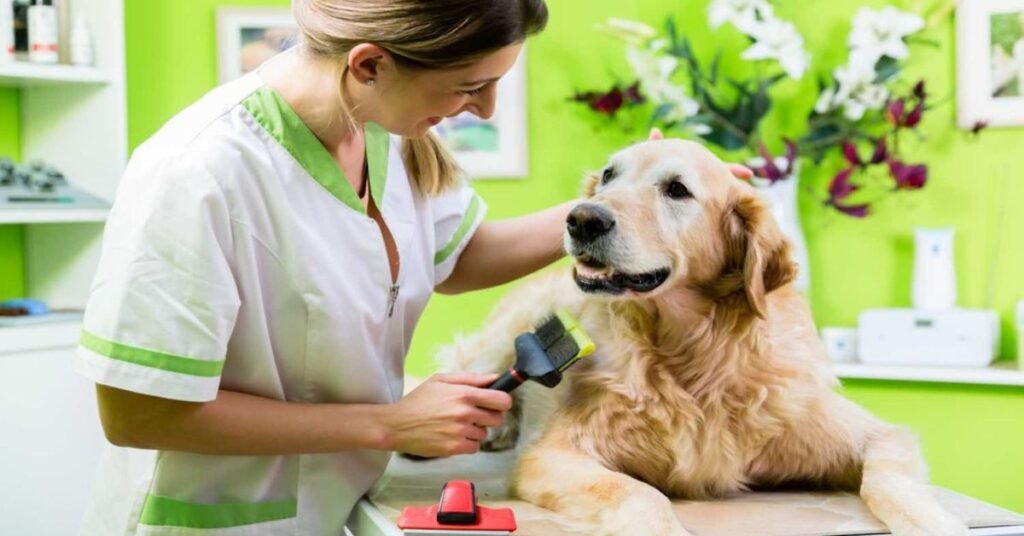 Fit dog standing with visible waistline and healthy body condition