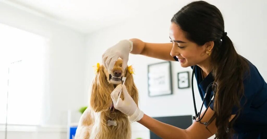 Veterinarian examining a dog during routine check-up