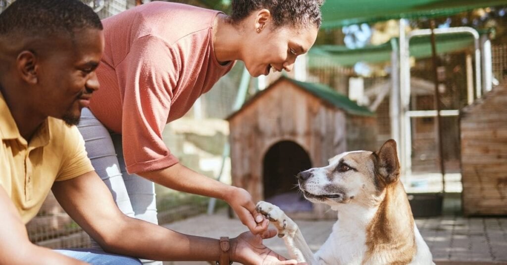 Dog running and playing fetch in a park for mental and physical stimulation