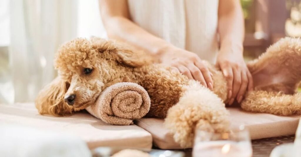 Owner brushing a dog’s shiny, clean coat at home