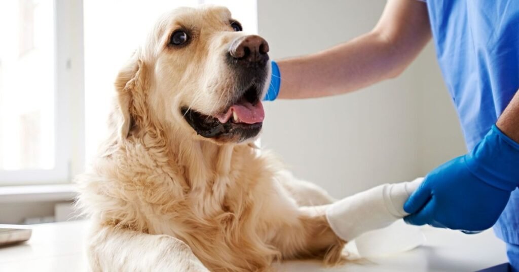 Dog receiving vaccination at the veterinarian’s clinic