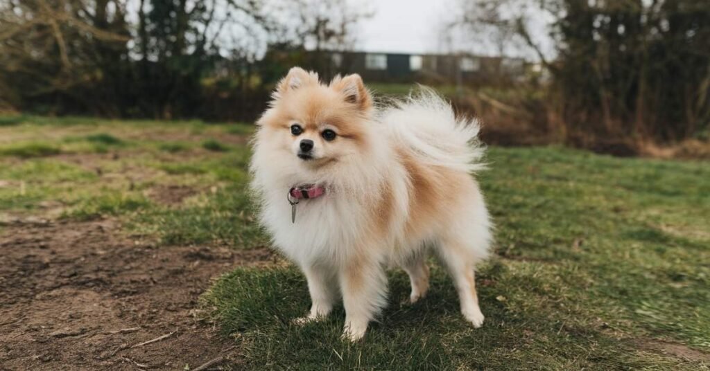 Pomeranian