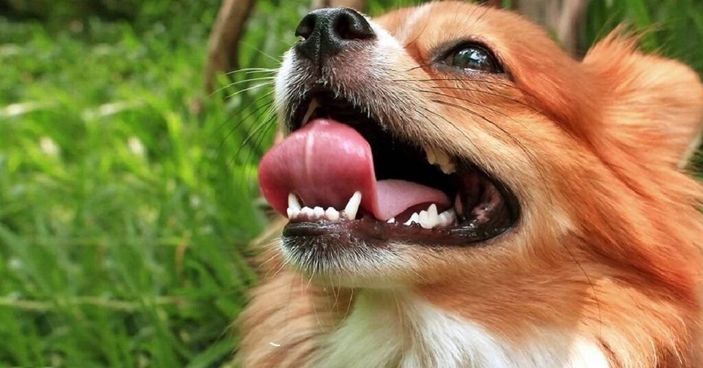 How Oral Health Affects Your Dog’s Overall Health