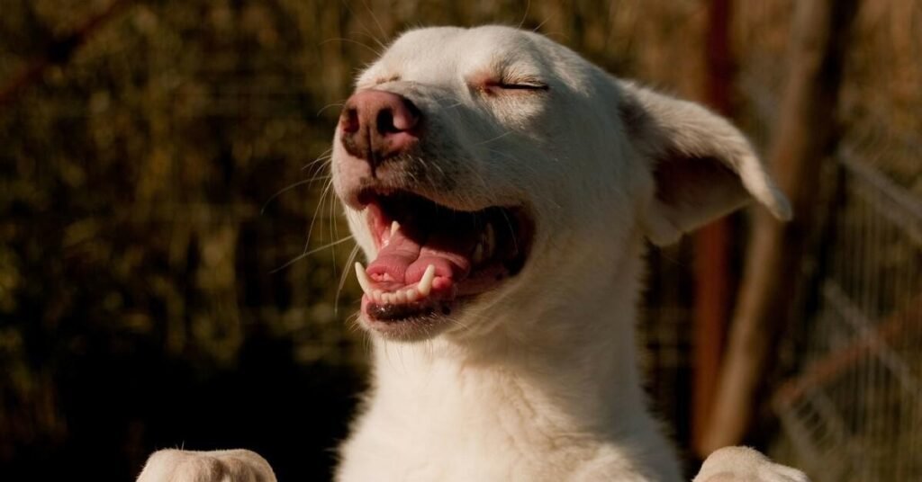 Common Causes of Bad Breath in Dogs