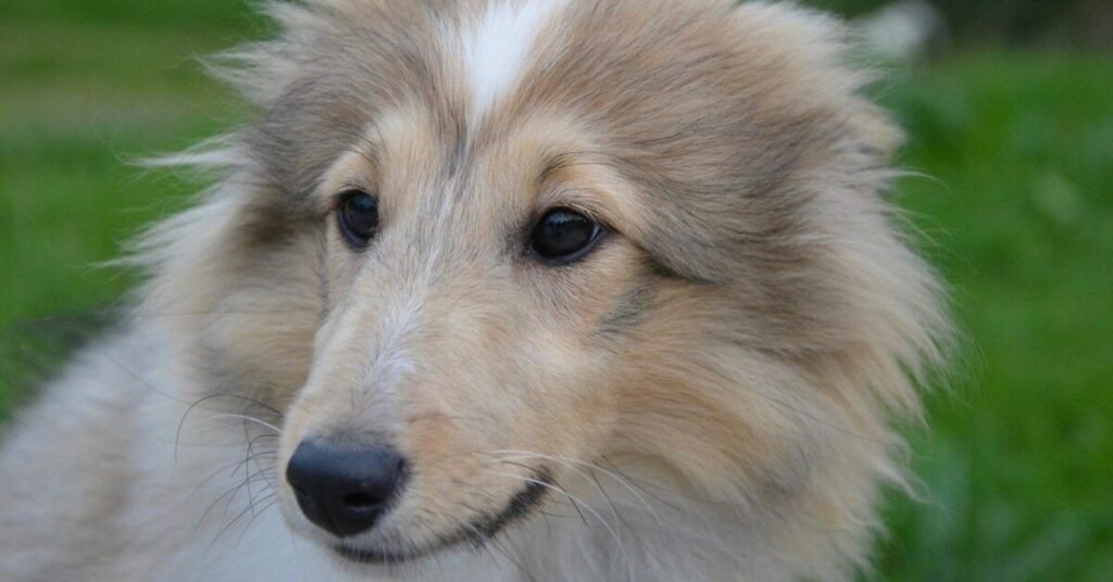 Long-Term Habits That Prevent Bad Breath in Dogs