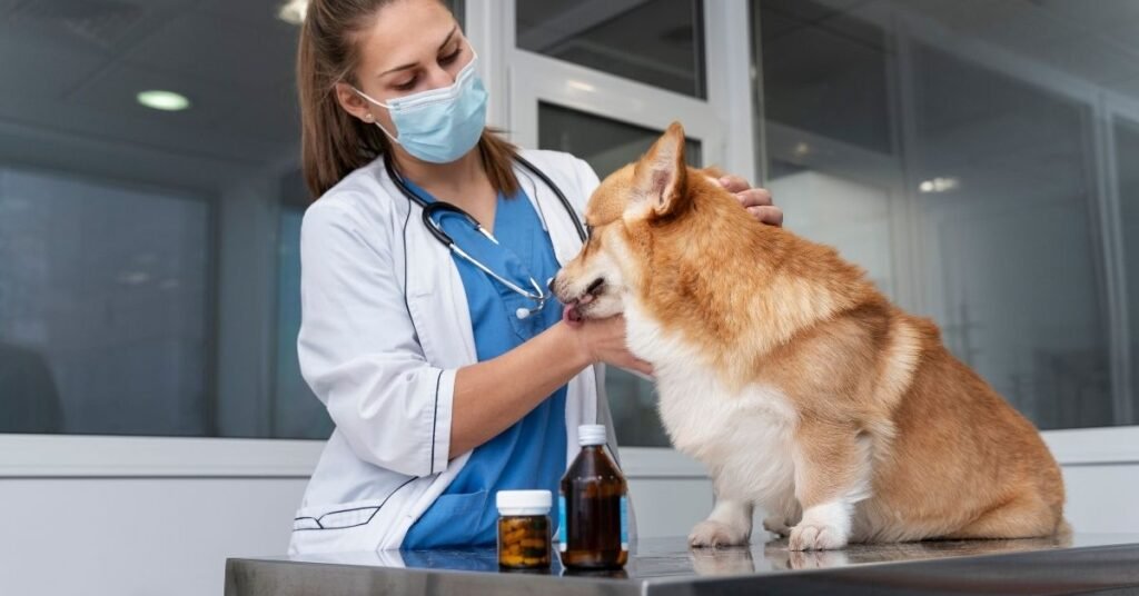 Professional dog behaviorist observing a dog reacting to a TV screen