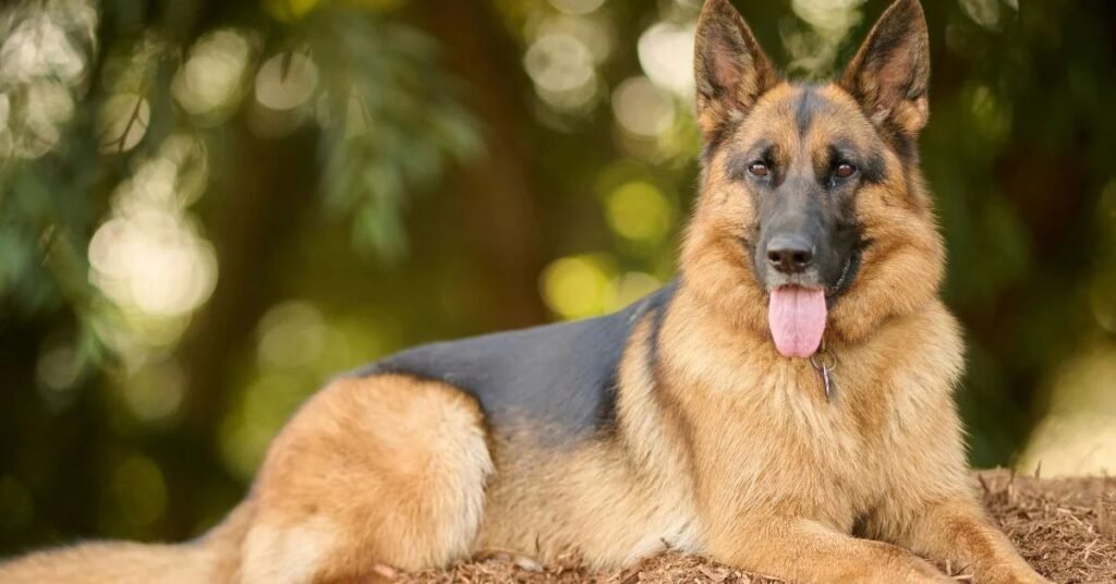 best guard and family dog