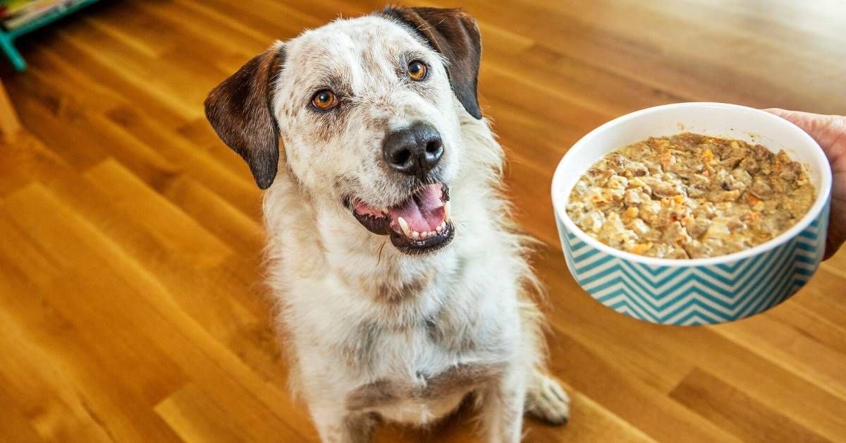 Dog Feeding Guide 2025: Portions by Breed & Age