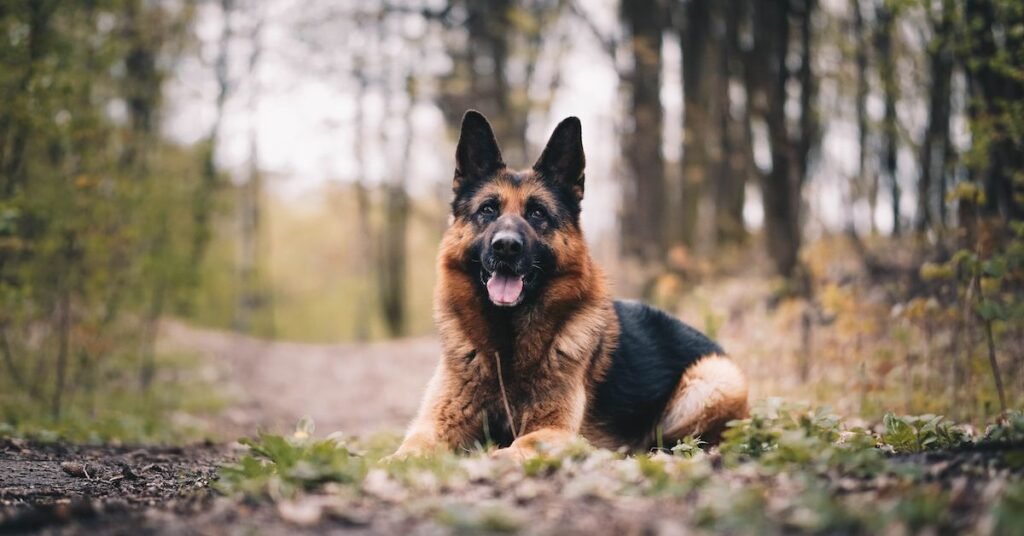 why is my dog panting so much