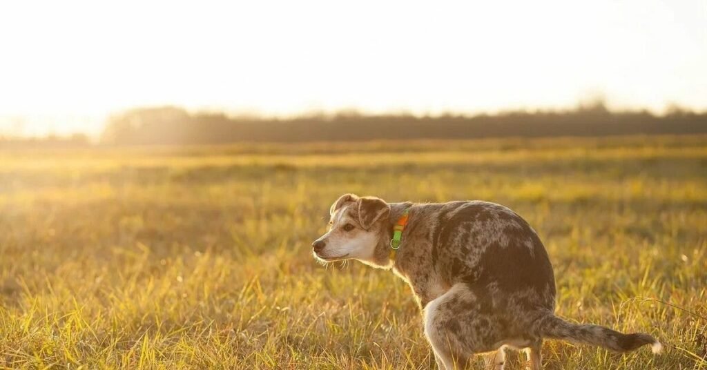 diagram showing different causes of dog diarrhea, including diet, infection, and parasites.