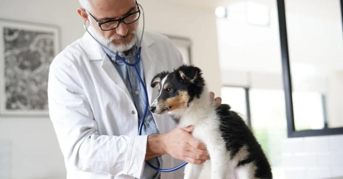 Vet-Created Symptom Checker for Quick Guidance