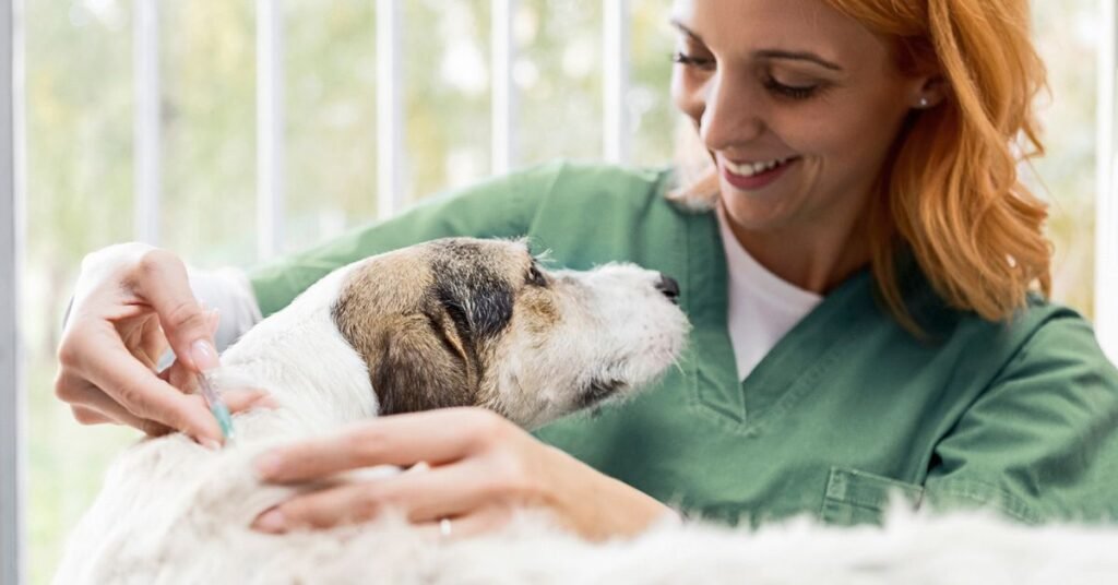 Sick dog in a veterinary clinic for urgent care.