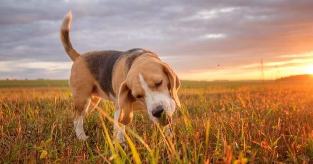 Dog chewing a safe toy instead of grass during outdoor time