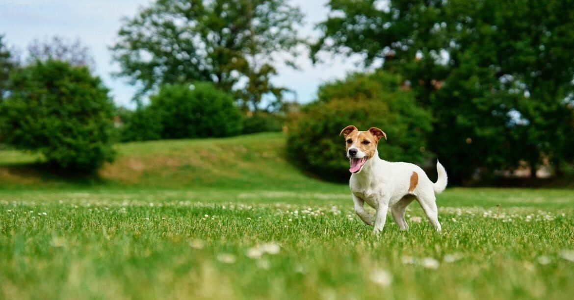 Why do dogs eat grass