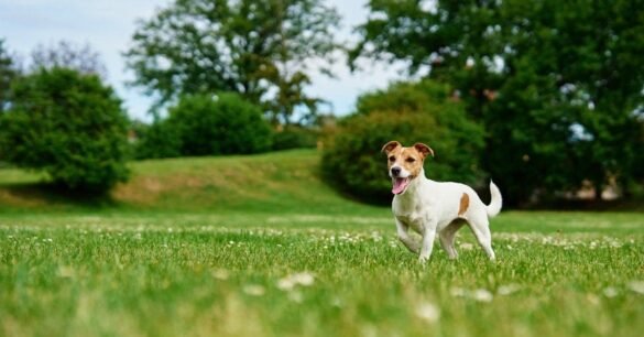 Why do dogs eat grass