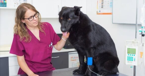 Why do dogs have allergies