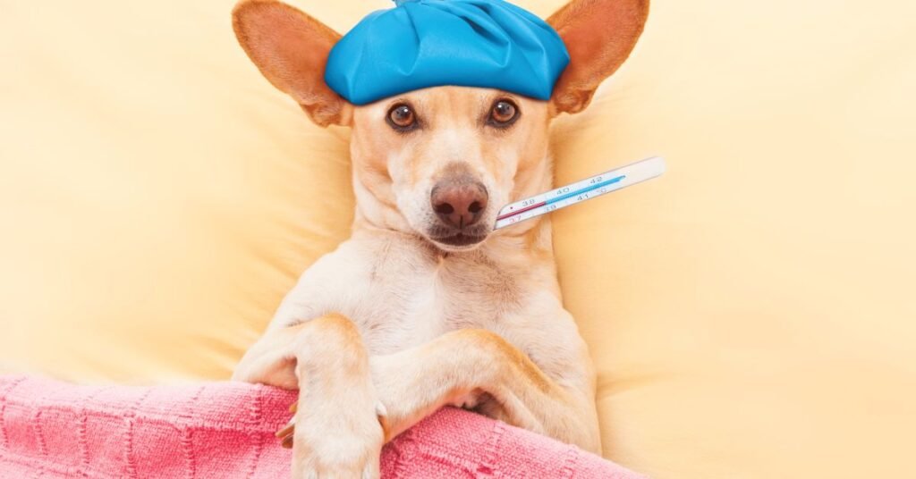 Close-up of a worried dog owner checking their dog after vomiting