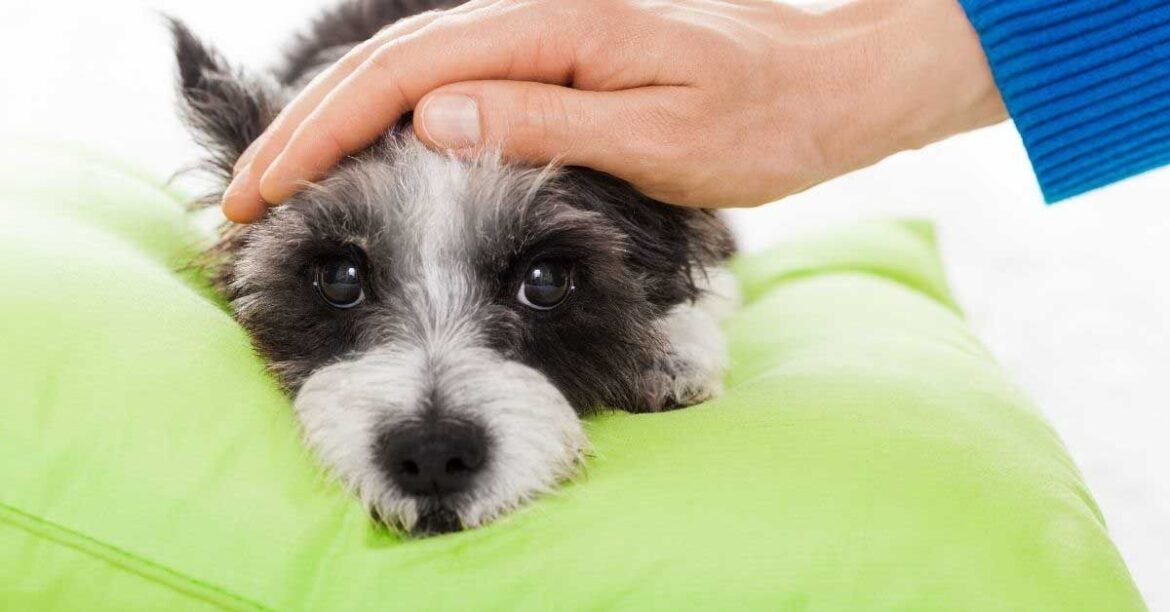 Why is my dog vomiting