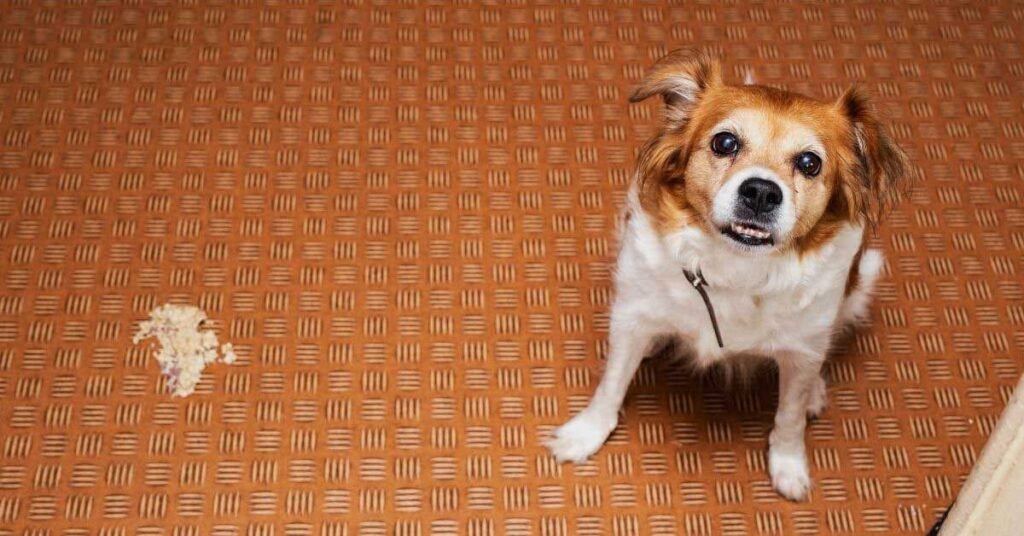 Dog vomiting on the floor, showing signs of stomach upset