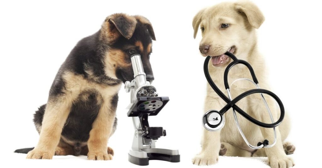 Puppy receiving professional veterinary care for frequent vomiting