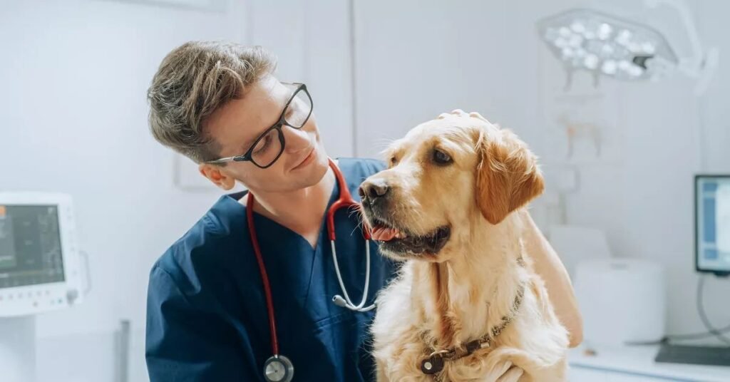 Veterinarian examining a dog that has been vomiting