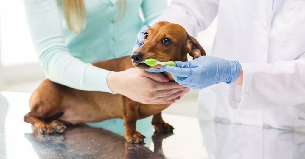Veterinarian examining a dog for vomiting symptoms