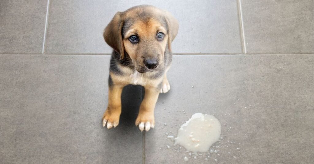 Blond dog drinking water in small sips to prevent dehydration