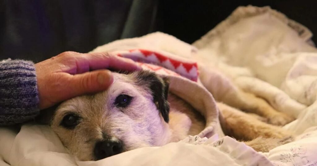 can dogs get the flu