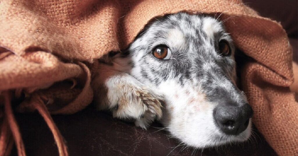 can dogs   flu from humans 
