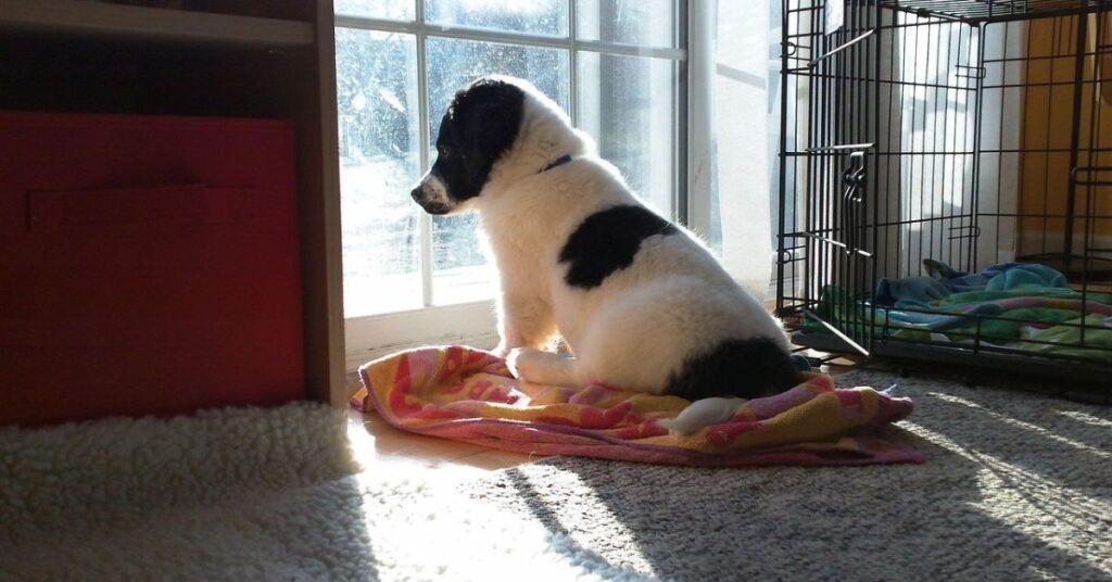 symptoms of dog flu and human-to-dog flu transmission explained