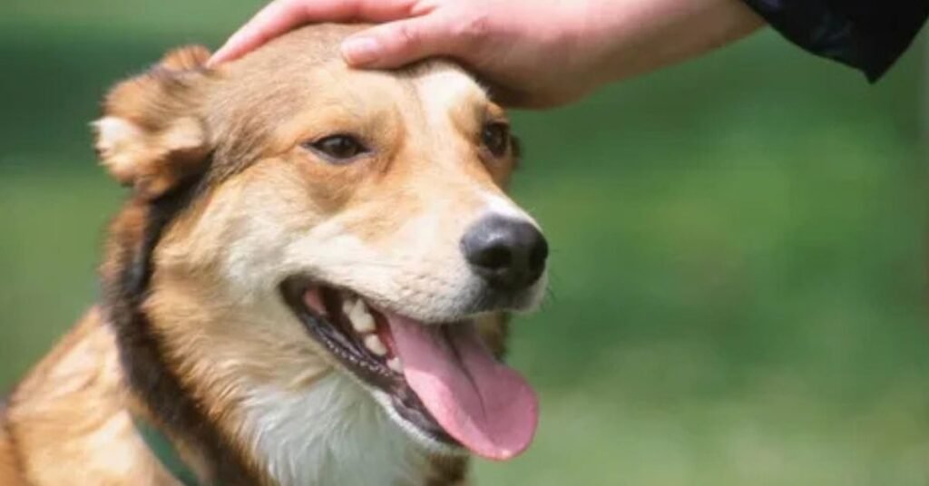 can dogs get the flu from humans 
