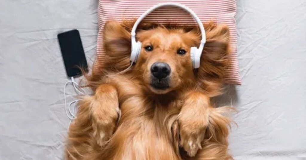 dog relaxation music
