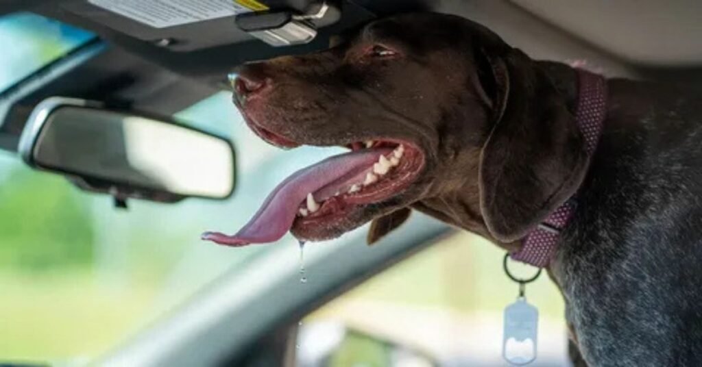 can dogs flu by weather
