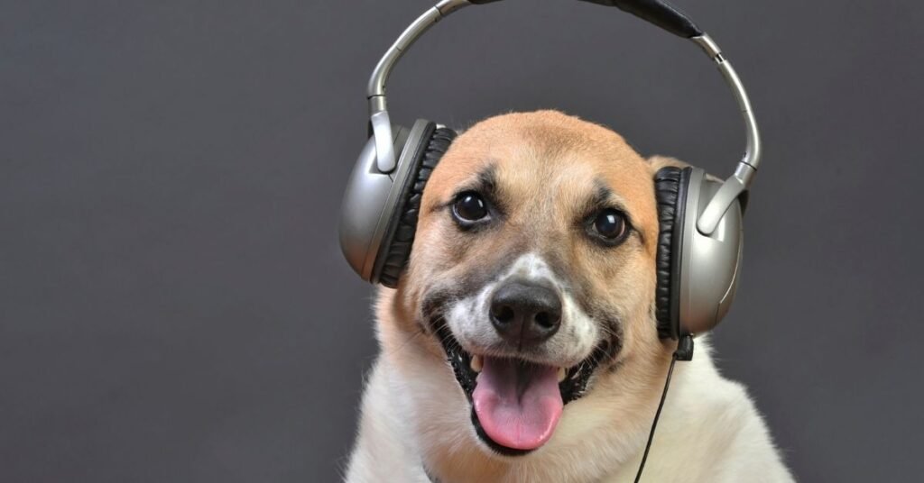  can music for dogs 