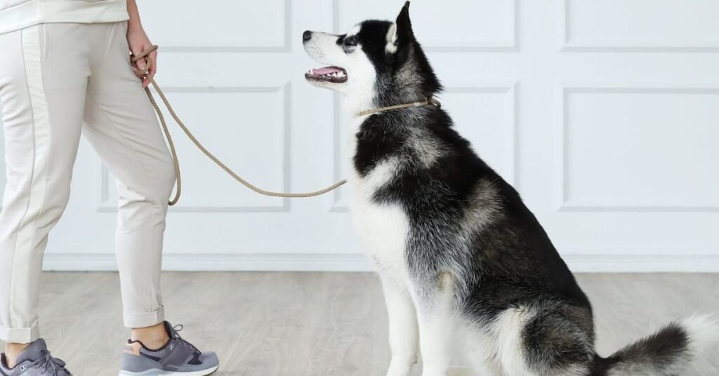  comminution music for dogs