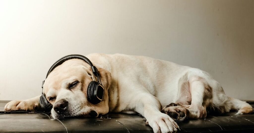 music for dogs