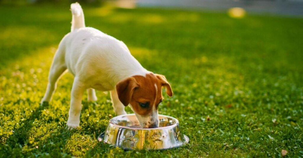 corn is best for dog 