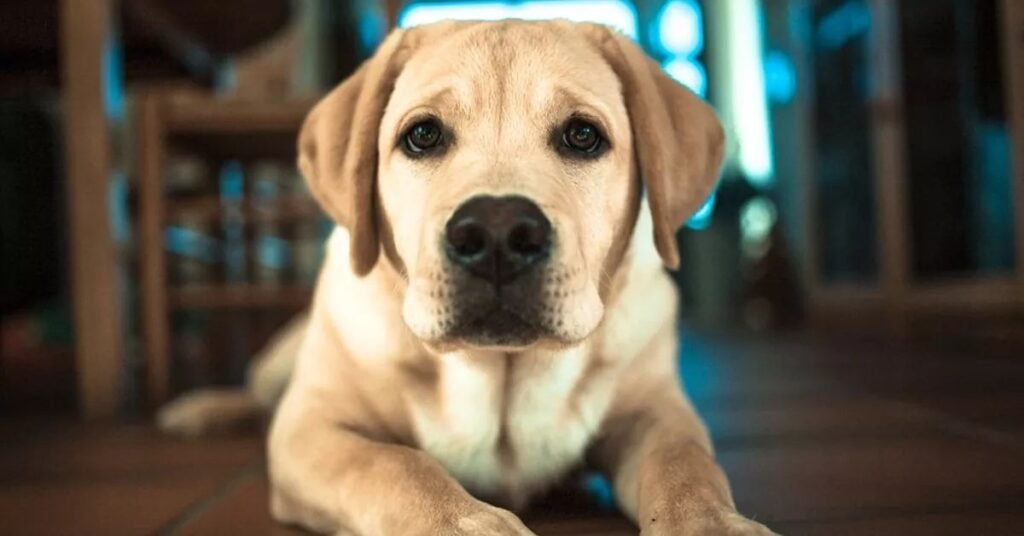 can dogs get the flu after vomiting 