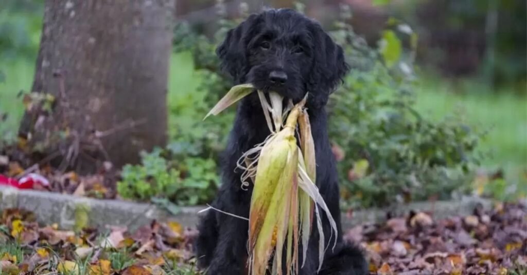 can dogs eat corn