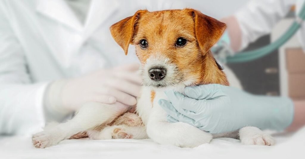 can dogs get the flu from humans 
