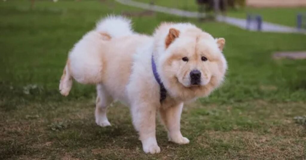 Dog small is very Bad