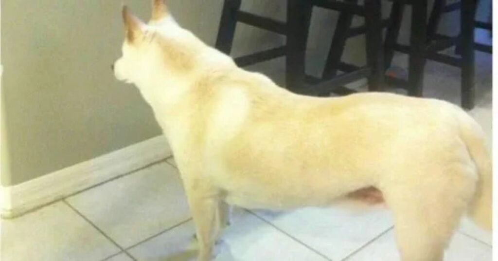 Can Dog small in house