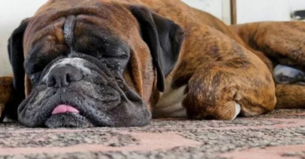 Why are Dog small bad