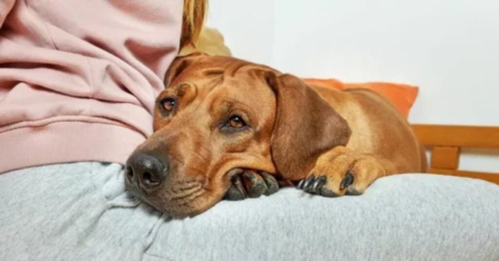 can dogs get the flu from humans 
