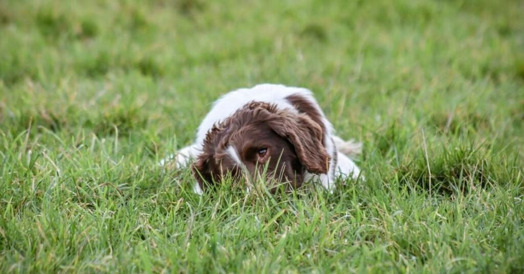 Why Do Puppies Eat Grass?
