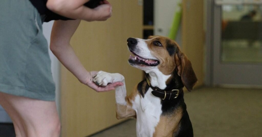 How to control dog behaver 